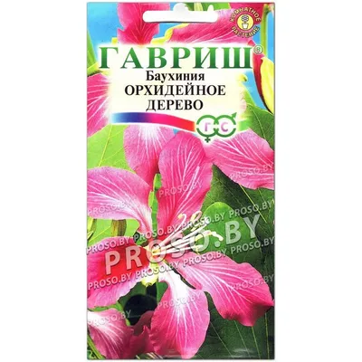 Семена Баухиния Орхидейное дерево 3 шт. Гавриш 3 шт. — купить по низкой  цене на Яндекс Маркете