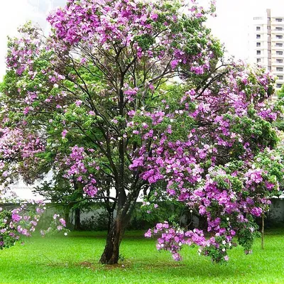 Семена баухиния Орхидейное дерево Вырасти дома 101532636 купить за 171 ₽ в  интернет-магазине Wildberries