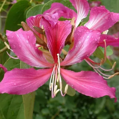 Характеристики модели Семена Гавриш Баухиния пурпурная Орхидейное дерево 3  шт. — Семена овощей, ягод и цветов — Яндекс Маркет