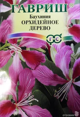 Баухиния (орхидейное дерево): уход в домашних условиях, выращивание из  семян, виды и их особенности