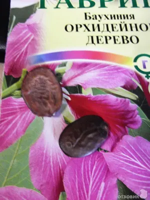 Беккер Россия - 🌺Баухиния Орхидейное дерево — это... | Facebook