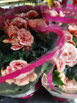 Купить «Бегония розовая» в Хабаровске - «Город цветов»