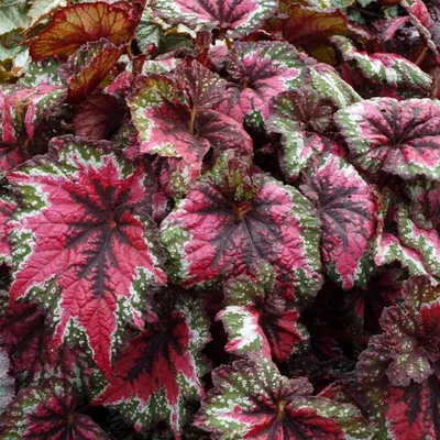 Бегония декоративно-лиственная (Begonia spp.) | Зелёный подоконник | Дзен