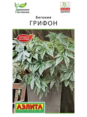 Бегония гибридная Грифон (Gryphon), выращенная в контейнере | Цветочная  Шкатулка | Дзен