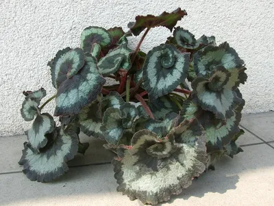 Бегония королевская (Begonia rex) — описание, выращивание, фото | на  LePlants.ru