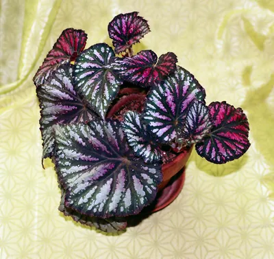 File:Begonia rex 'Escargot'.jpg - Wikimedia Commons