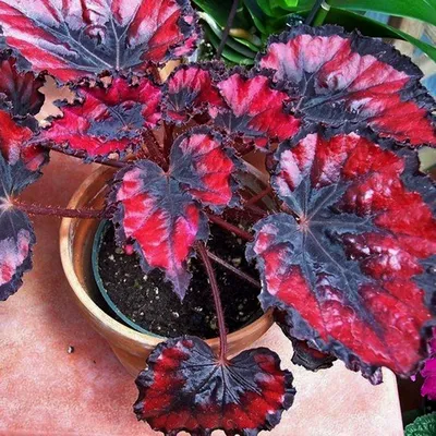 Бегония королевская Begonia rex 25/13 — цена в LETTO