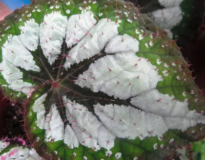 File:Begonia rex hybr. 01.jpg - Wikipedia