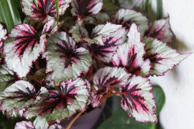 Stunning Royal Begonia (Rex) #Begonia