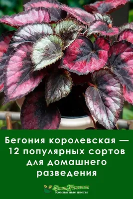 Бегония: виды комнатного растения с описанием и фото