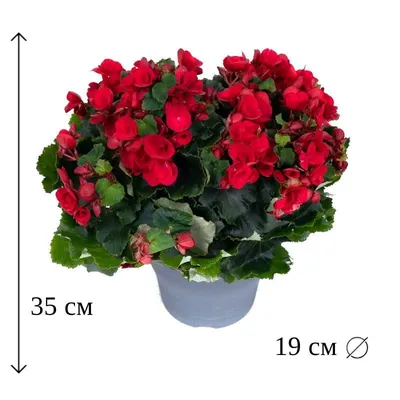 Бегония вечноцветущая Найтлайф Красная Begonia semperflorens Nightlife Red  - купить семена цветов с доставкой по Украине в магазине Добродар