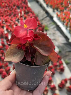 Купите Бегония криспа бело-красная (Begonia Crispa white-red) 🌹 из  питомника Долина роз с доставкой!