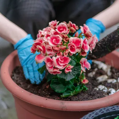 Купить комнатную Бегонию почтой в Украине и Киеве - Florium