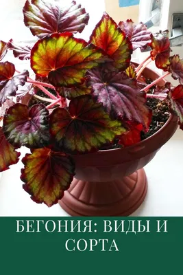 20 модных сортов бегоний. Лучшие цветущие и лиственные бегонии. Список  названий с фото — Ботаничка