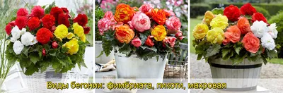 Бегония королевская (Begonia rex) - PictureThis