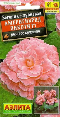 Как я научилась выращивать клубневую бегонию? ... или... ПОЧЕМУ НЕ ВСХОДИТ  БЕГОНИЯ из семян? | СУПЕР - ОТПУСК на ДАЧЕ | Дзен