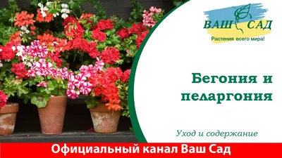 Грунт Бегония, питательный, 2.5 л, Сад чудес в Москве: цены, фото, отзывы -  купить в интернет-магазине Порядок.ру