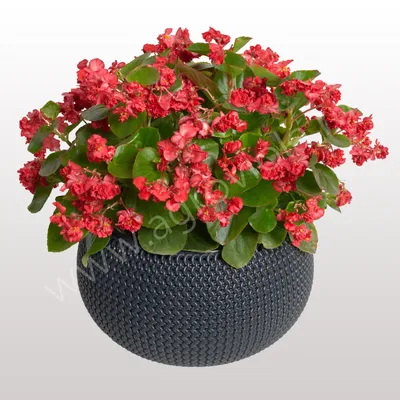 S2215 Бегония вечноцветущая Фея FlowerBall Red (3 шт.) - купить в Москве в  интернет-магазине