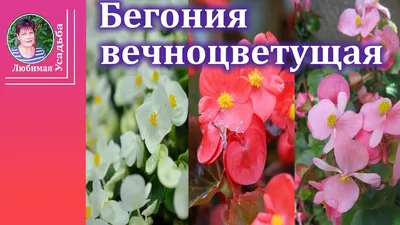 Бегония вечноцветущая