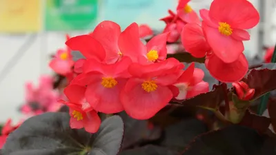 Рассада Бегония Вечноцветущая (Begonia Semperflorens), 6 шт. – Купить в  интернет-магазине ООО Весна, г. Санкт-Петербург