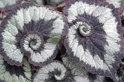 Begonia corallina | Коллекционные растения