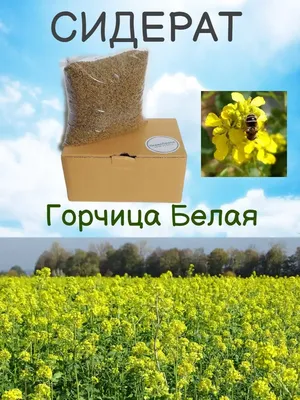 Сидерат Горчица белая 1кг (весовая)