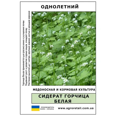 Горчица белая, семена - купить по уникальной цене | Родные Травы