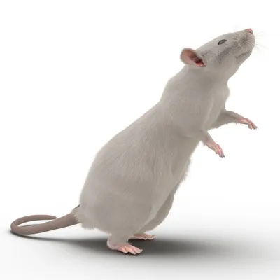 Маленький грызун – белая крыса | Redsol | Дзен