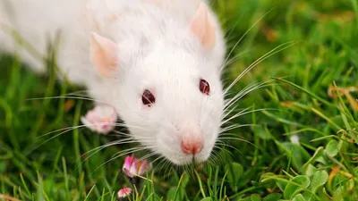 Белая крыса стоковое фото. изображение насчитывающей ген - 33038746