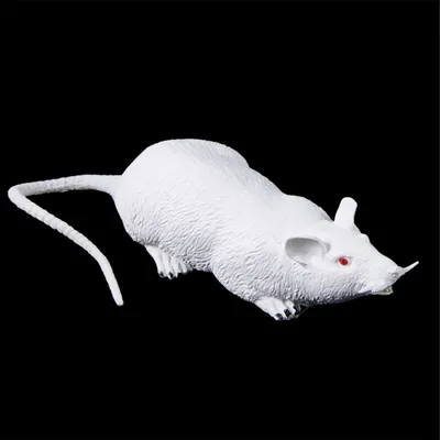 Белая крыса стоковое изображение. изображение насчитывающей загрязнение -  30420973