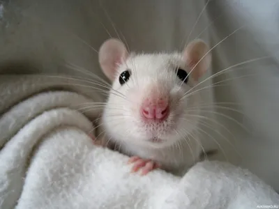 Милая белая крыса альбинос с …» — создано в Шедевруме