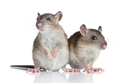 🌼 маленькая белая крыса в шапочке…» — создано в Шедевруме