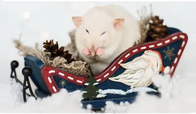 Foto Stock Белая декоративная крыса в руке на светлом фоне | Adobe Stock