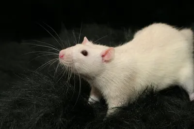 Умеет читать и считать: насколько умна домашняя крыса, которую дрессировали  как собаку | TravelAsk | Дзен