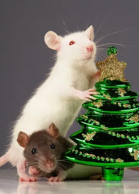 белая крыса в шапке Санты, веселые картинки с рождеством, рождество, с  рождеством баннер фон картинки и Фото для бесплатной загрузки