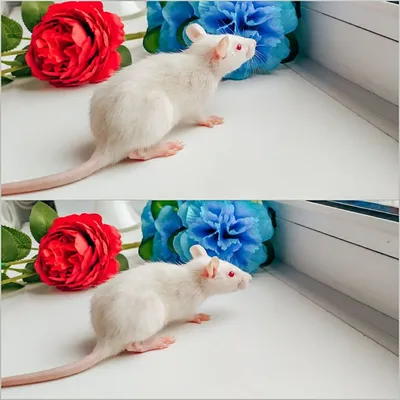 Белая крыса. :: Штрек Надежда – Социальная сеть ФотоКто