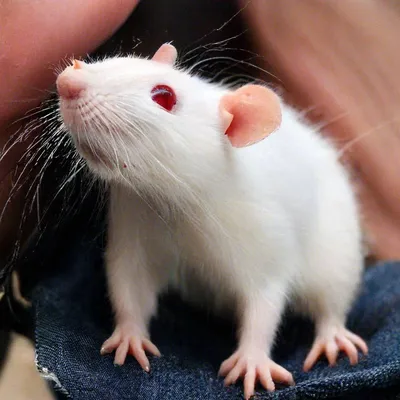 Молодая белая крыса смотря вверх Стоковое Изображение - изображение  насчитывающей ангстрома, смешно: 13869389