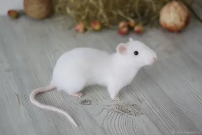 Крыса, декаративная крыса, белая …» — создано в Шедевруме