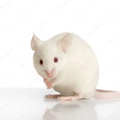 Белая мышь фото 71 фото