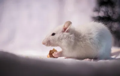 Белая мышь - Demiart