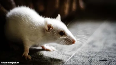 Белая мышь лаборатории есть еду Стоковое Фото - изображение насчитывающей  еда, взорвать: 105556452
