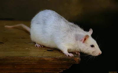Hansa Creation Мягкая игрушка Белая мышь, 16 см