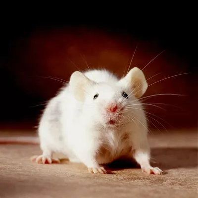 Белая крыса с нормальными чёрными глазами — Фотографии на аву | Объятия  животных, Крыса, Домашние крысы