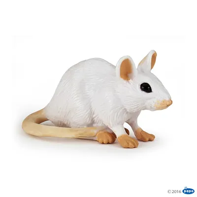 Белая мышь - 66 фото