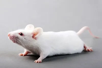 С анимацией Белая мышь 3D модель - Скачать Животные на 3DModels.org