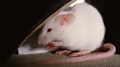 Мышь белая декоративная - 45 фото