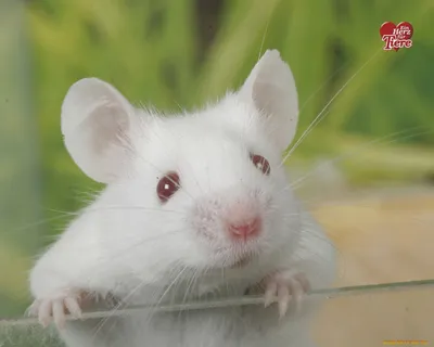 Фото Милая белая мышь сидит в руках человека