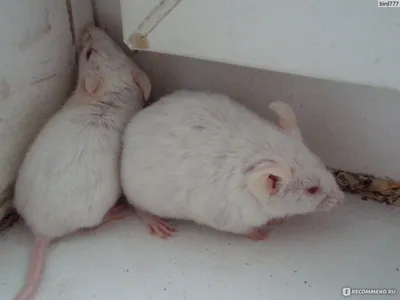 Белая крыса, выброшенная на улицу в Поронайске, нашла новый дом - Новости  Сахалинской области - astv.ru