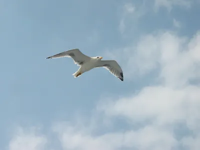 Большая гигантская белая птица , …» — создано в Шедевруме
