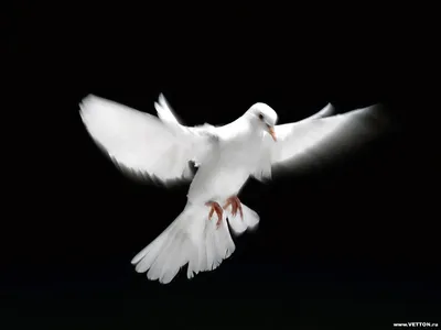 Белая птица с большим клювом - 55 фото